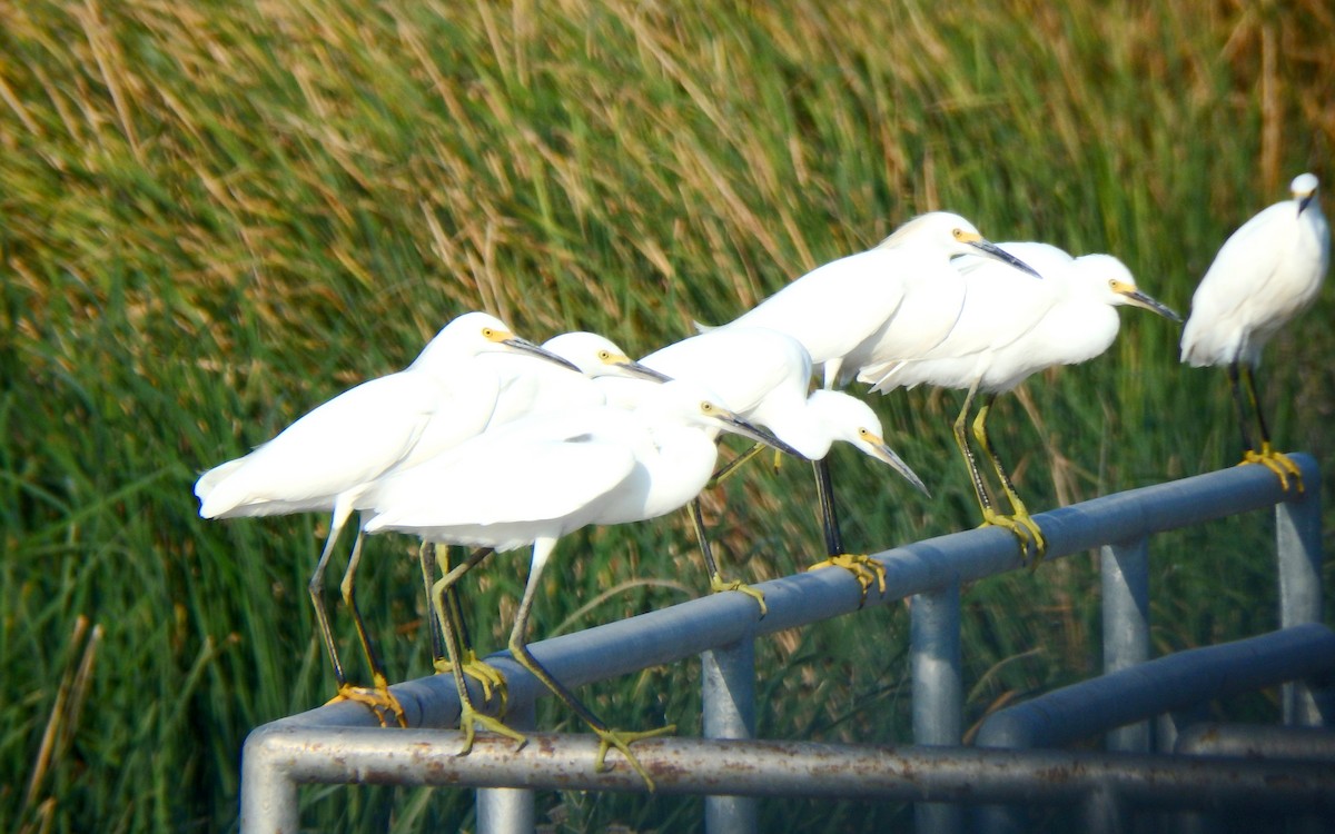 Snowy Egret - ML68456301