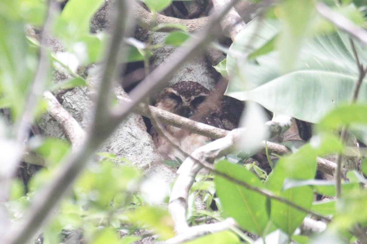 Ninox de las Salomón Occidentales (grupo jacquinoti) - ML68456961