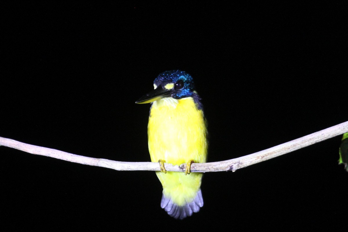 North Solomons Dwarf-Kingfisher (North Solomons) - ML68457001