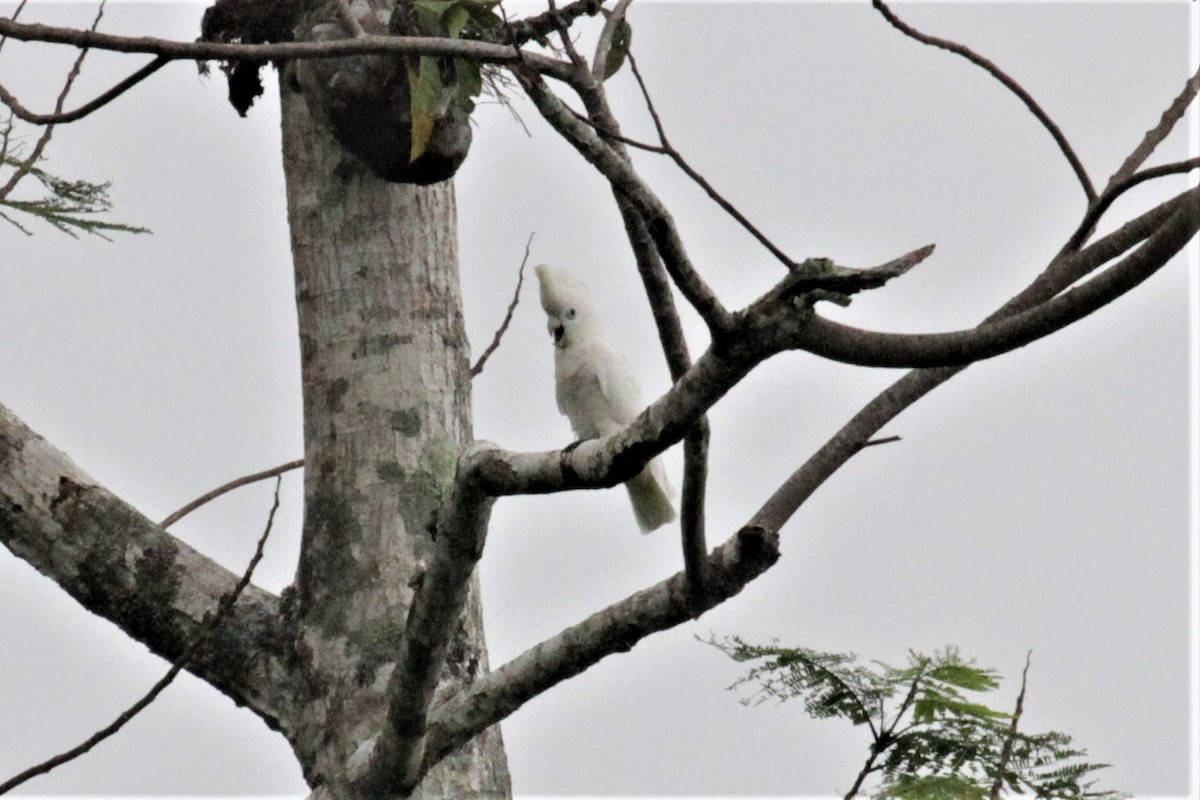 Cacatúa de las Salomón - ML68457081