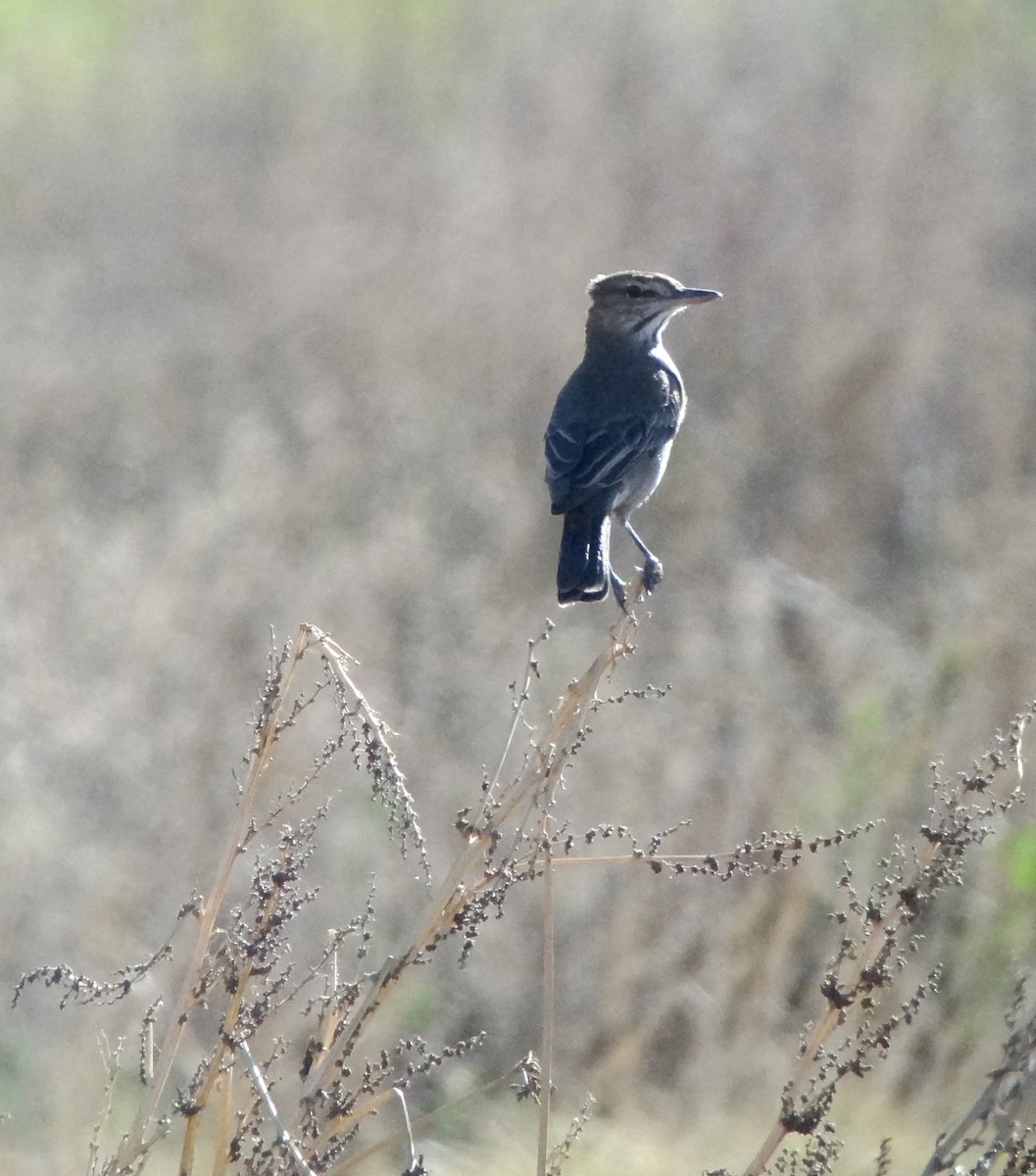 Gray-bellied Shrike-Tyrant - ML68457321