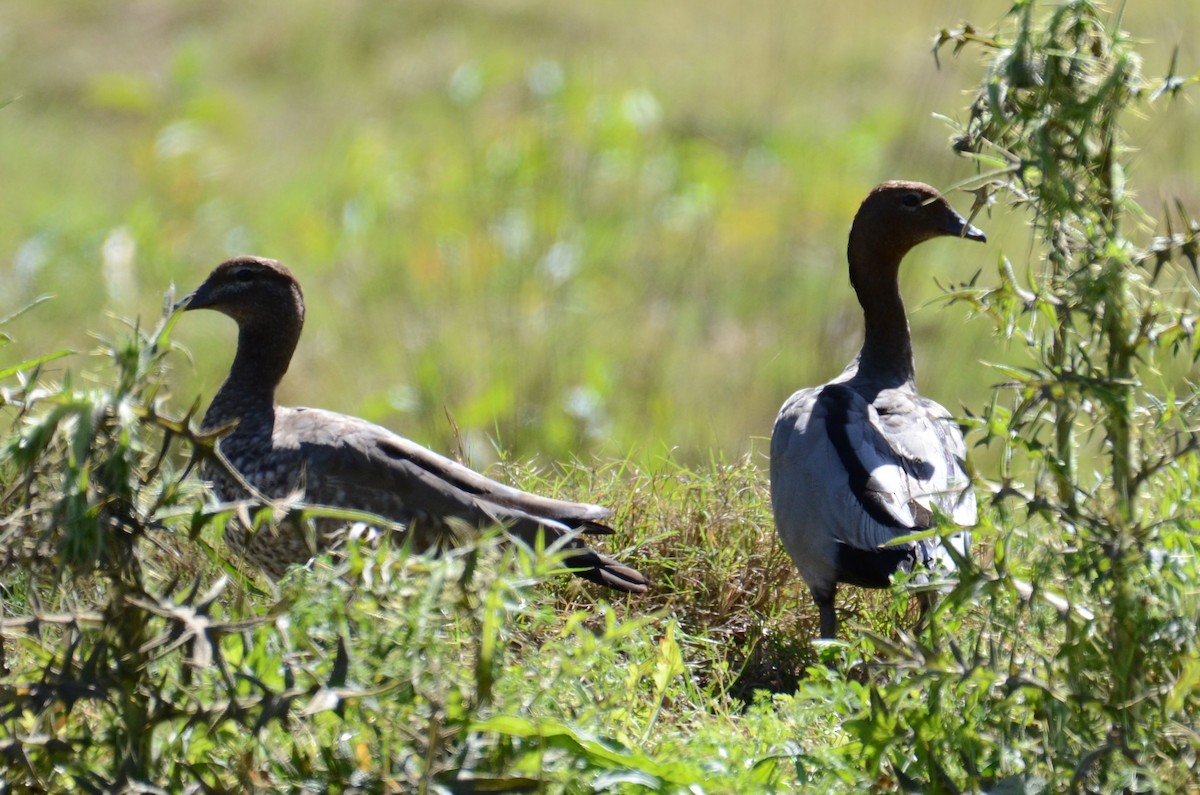 Maned Duck - ML68457381