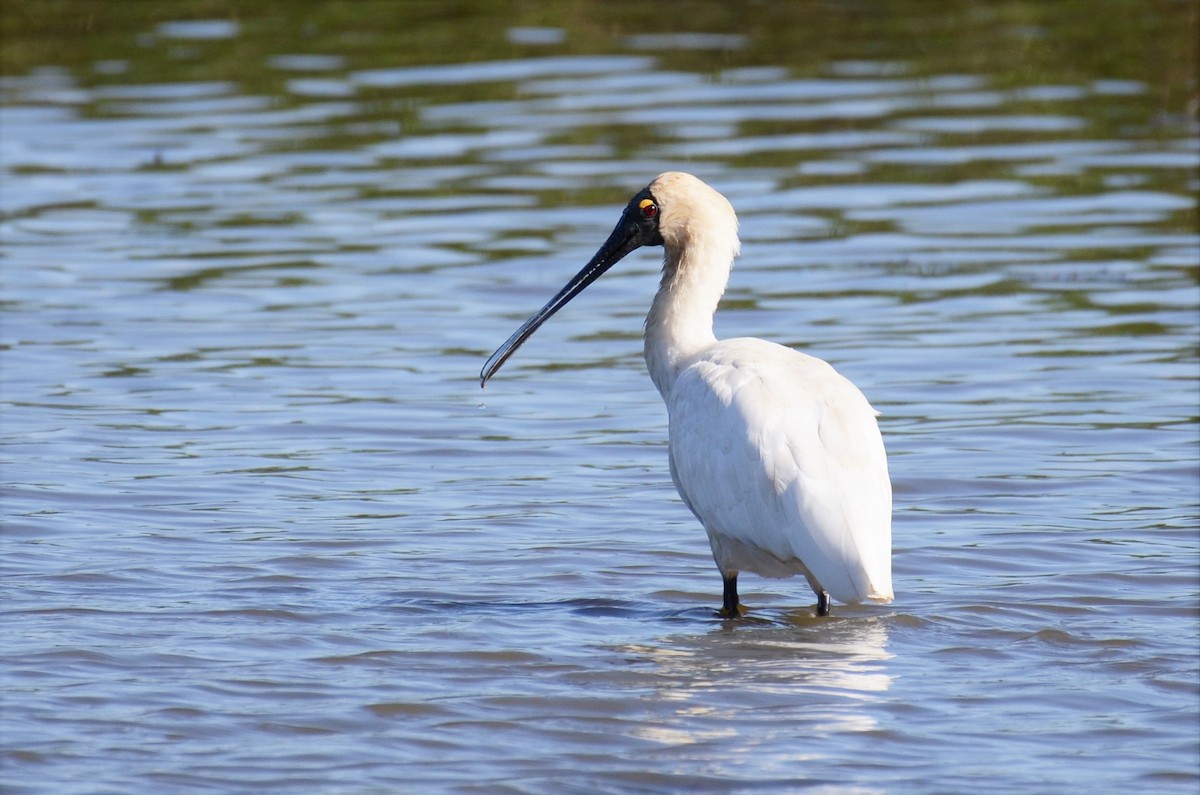 Royal Spoonbill - ML68457461