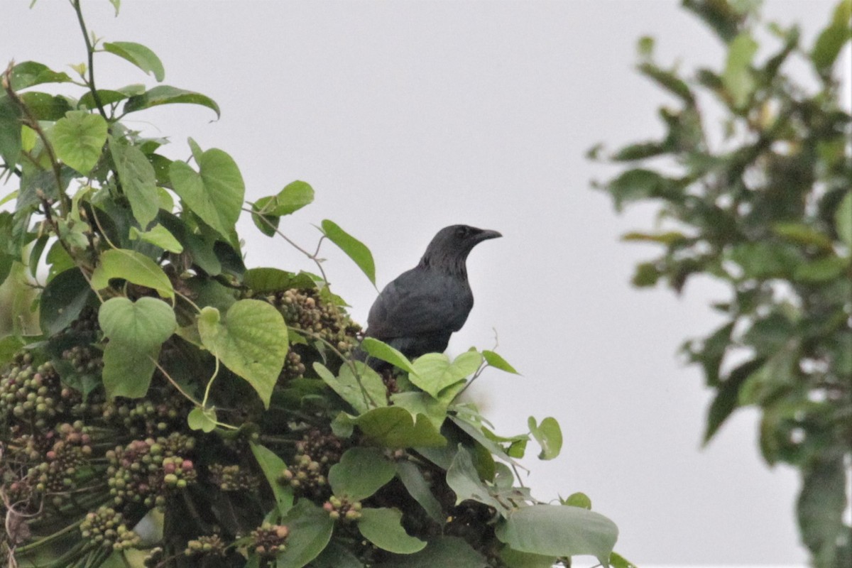 Brown-winged Starling - ML68457991