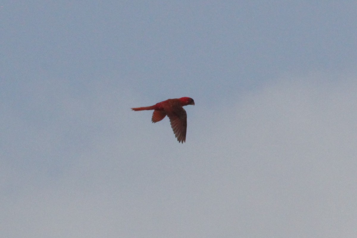 Cardinal Lory - ML68458451