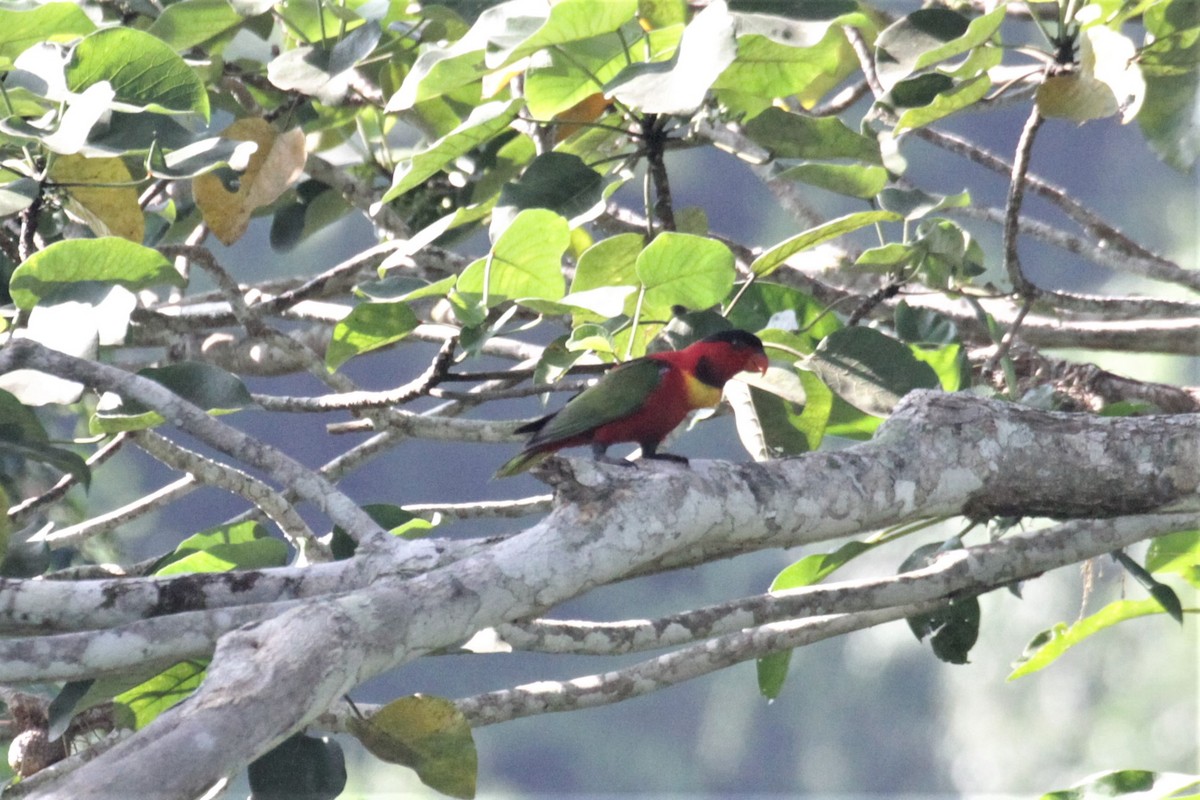 Yellow-bibbed Lory - ML68458801