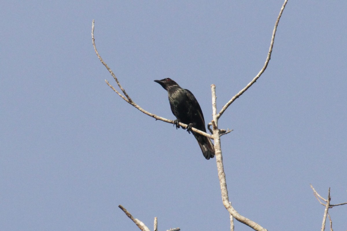 Brown-winged Starling - ML68458841
