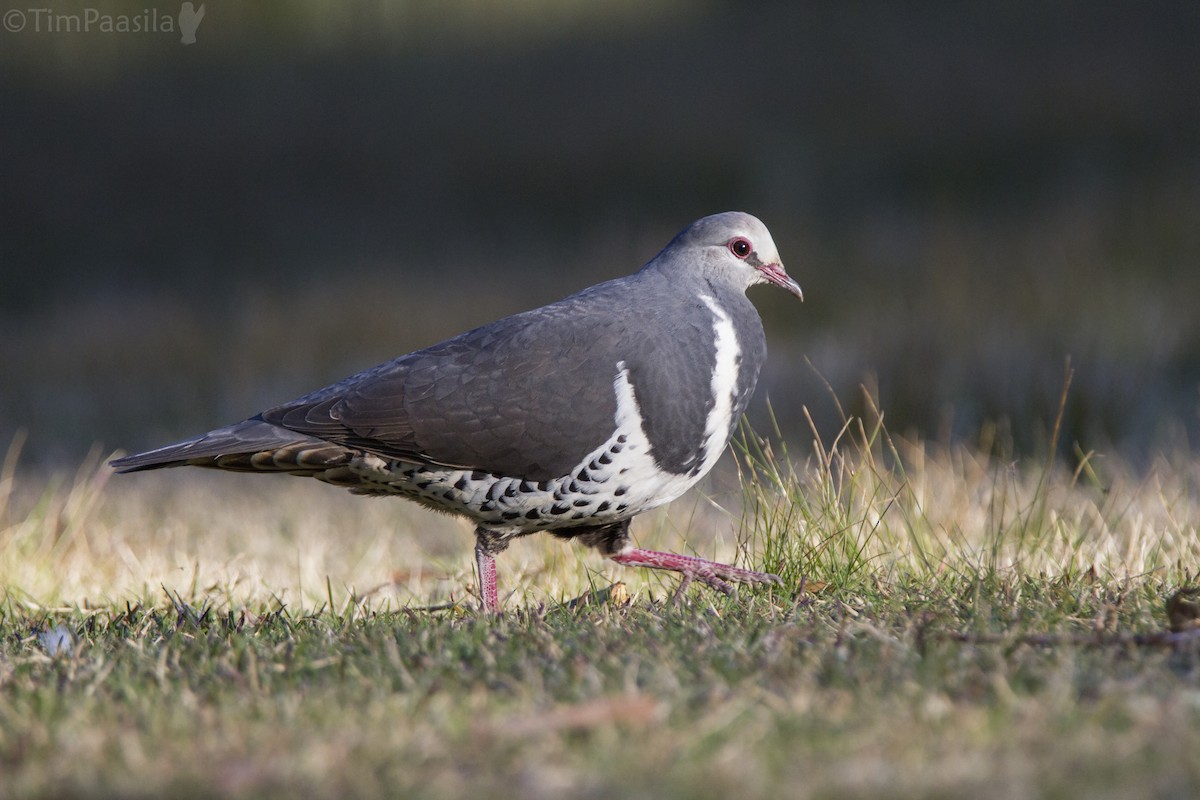 Wonga Pigeon - Timothy Paasila