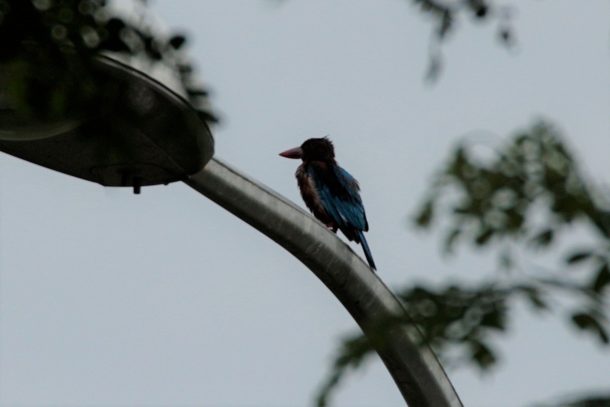 White-throated Kingfisher - Fadzrun A.