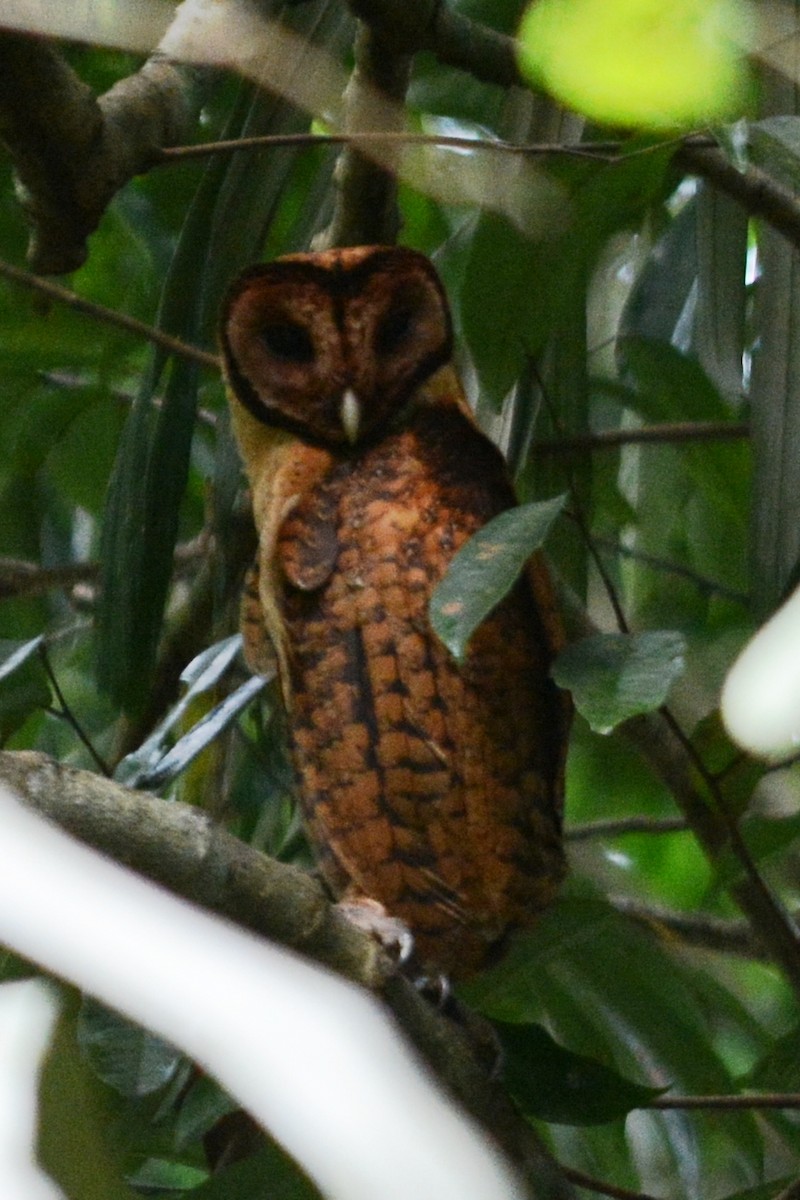 Minahasa Masked-Owl - ML68460641