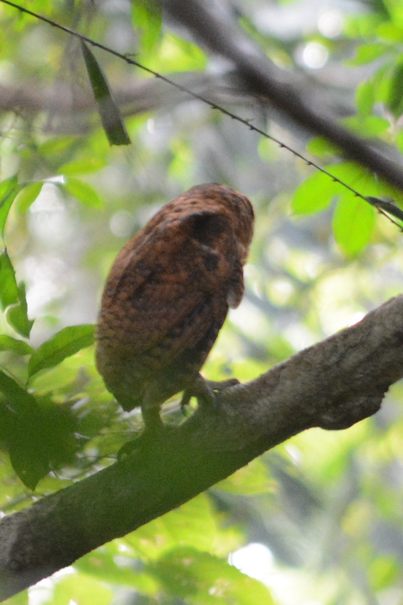 Minahasa Masked-Owl - ML68460651