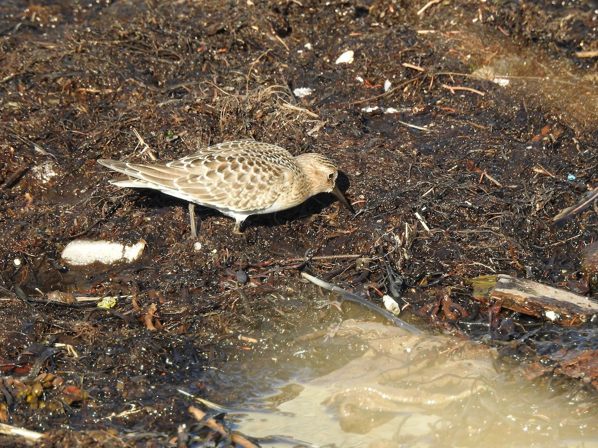 Baird's Sandpiper - ML68460821