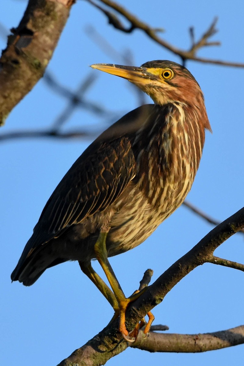 Green Heron - ML68462651