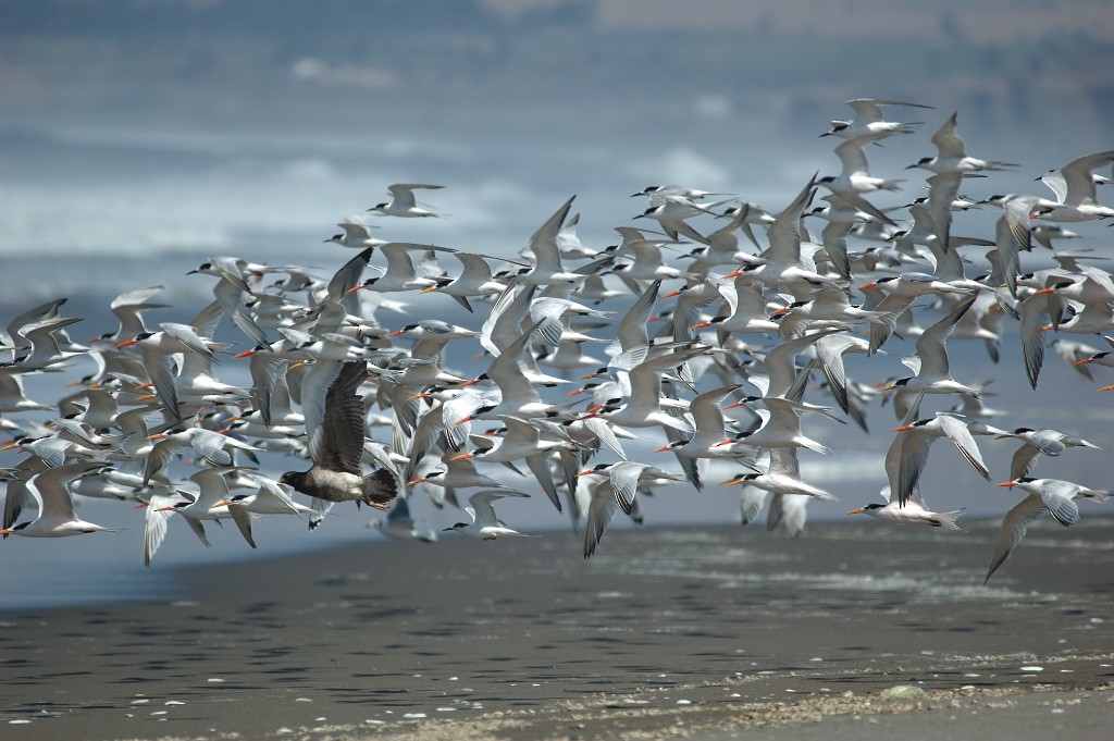 Elegant Tern - ML68463841