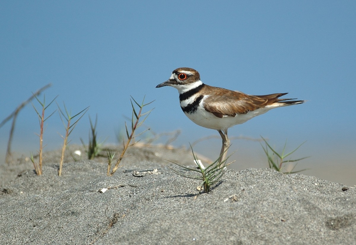 Killdeer - ML68463871