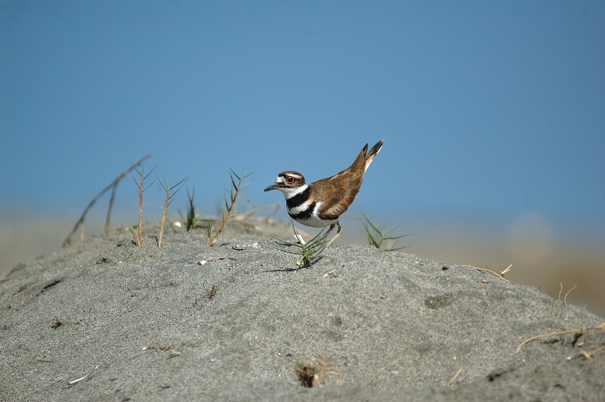 Killdeer - ML68463881