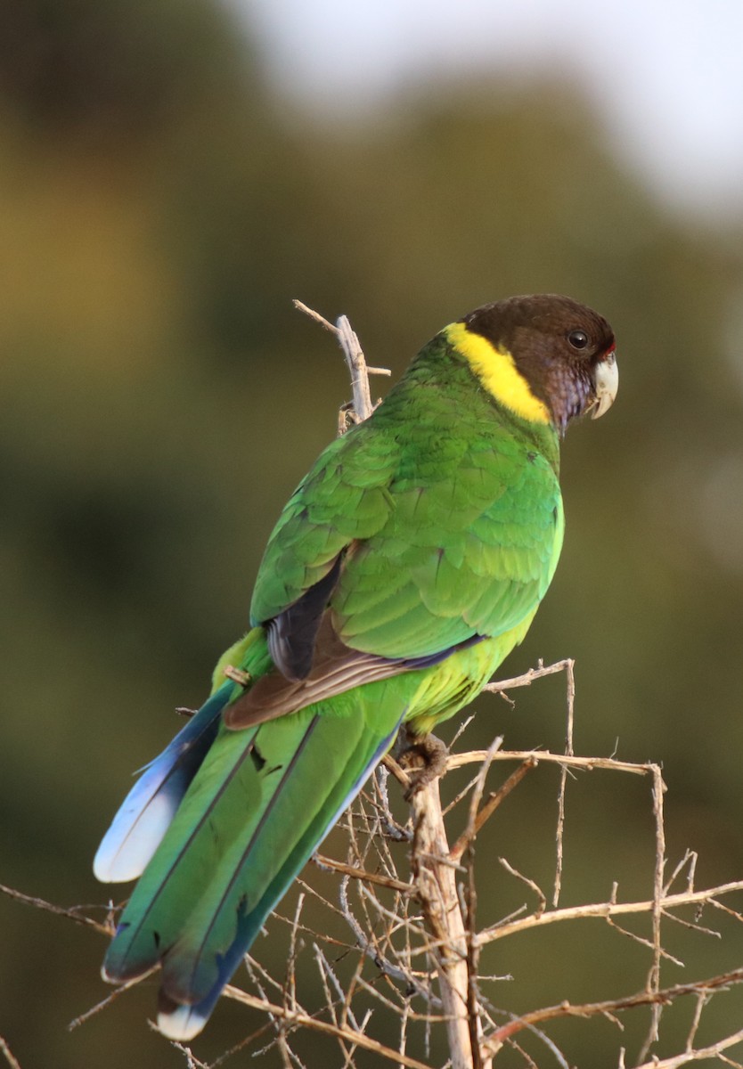 Australian Ringneck (Twenty-eight) - ML68463961