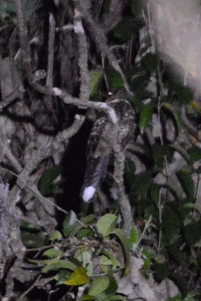 Sulawesi Nightjar - Cathy Pasterczyk