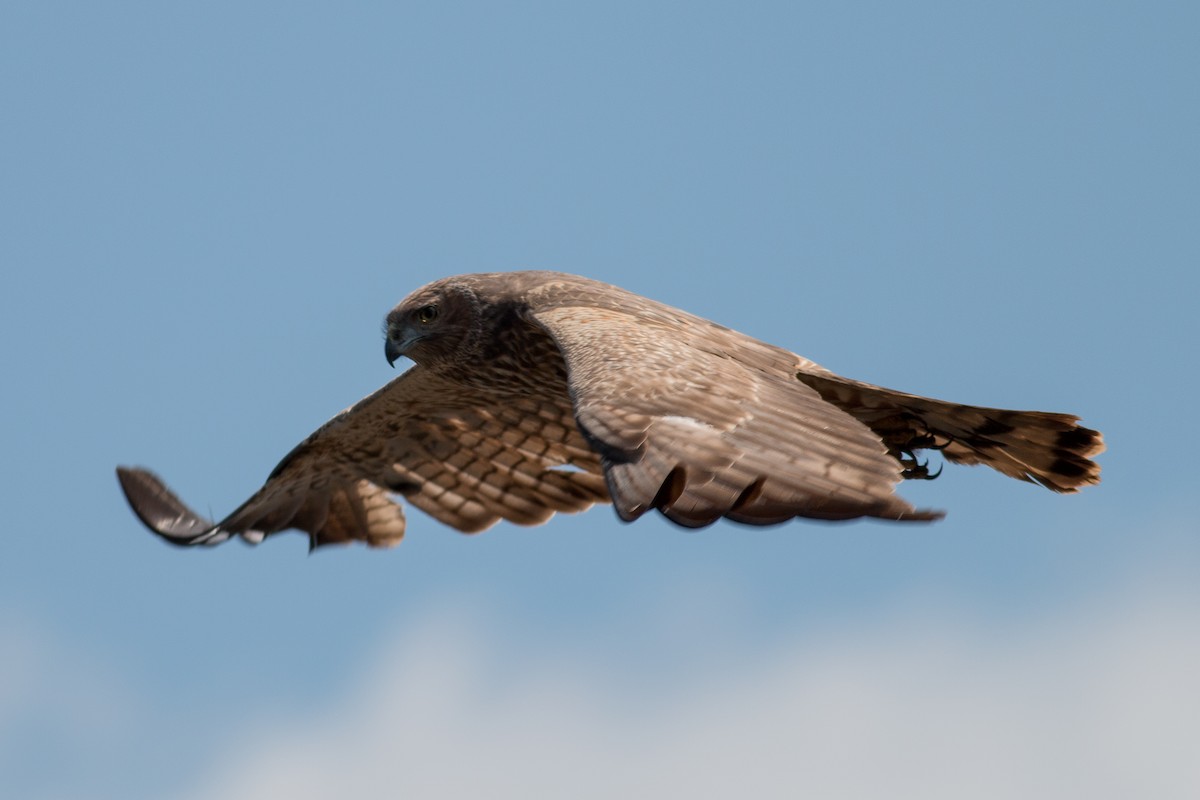 Spotted Harrier - ML68465271