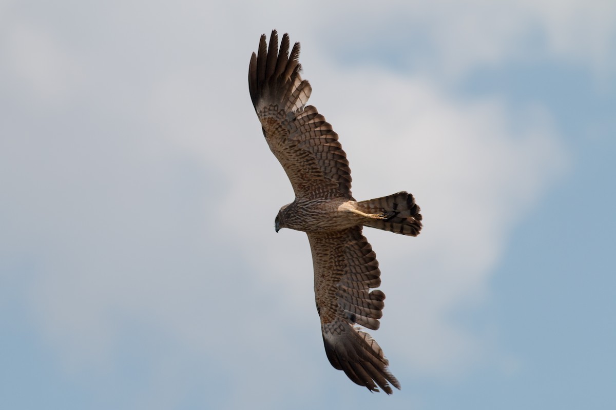 Spotted Harrier - ML68465281