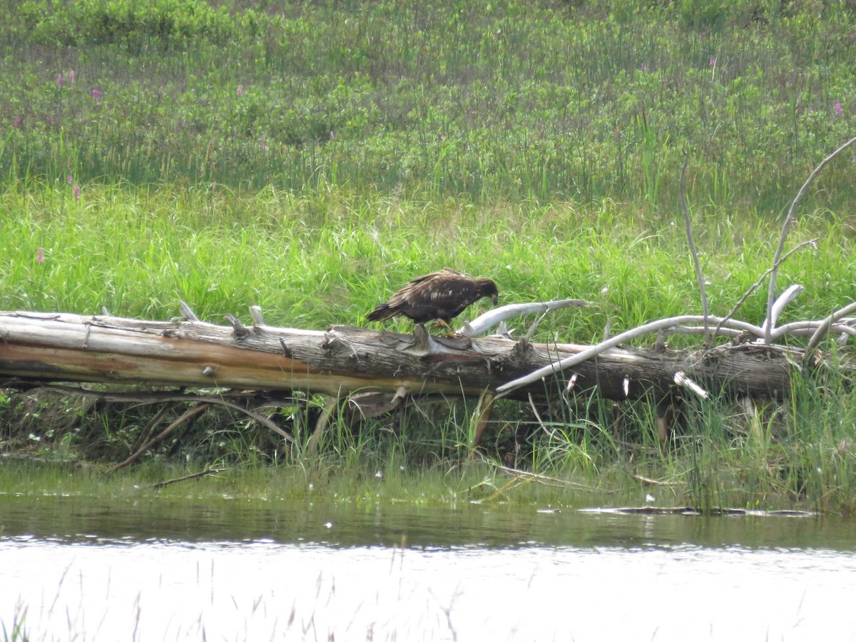 Bald Eagle - COG Club des ornithologues de la Gaspésie