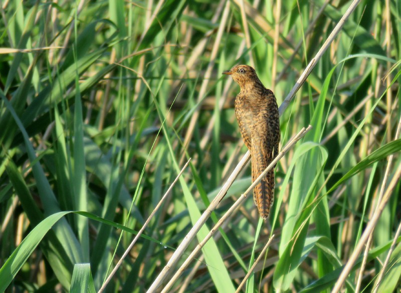 Plaintive Cuckoo - ML68467021