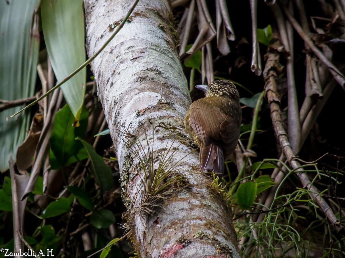 Planalto Woodcreeper - André  Zambolli