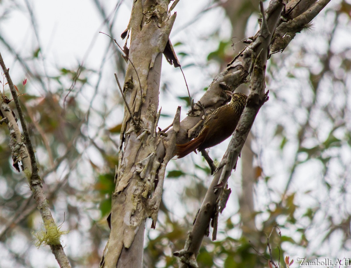 Scalloped Woodcreeper - André  Zambolli