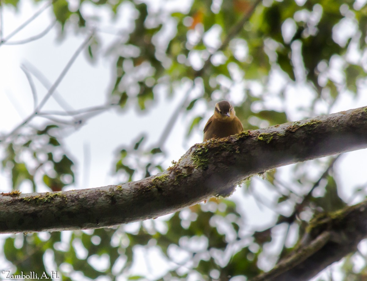 Ochre-breasted Foliage-gleaner - André  Zambolli