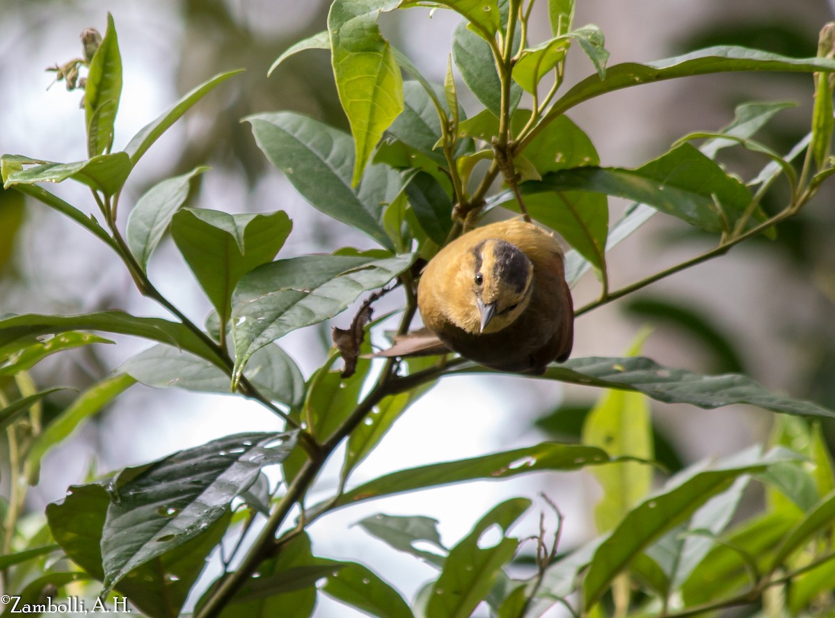 Buff-fronted Foliage-gleaner - ML68470331