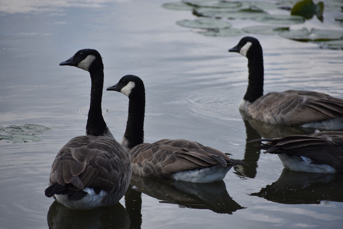 Canada Goose - ML68471421