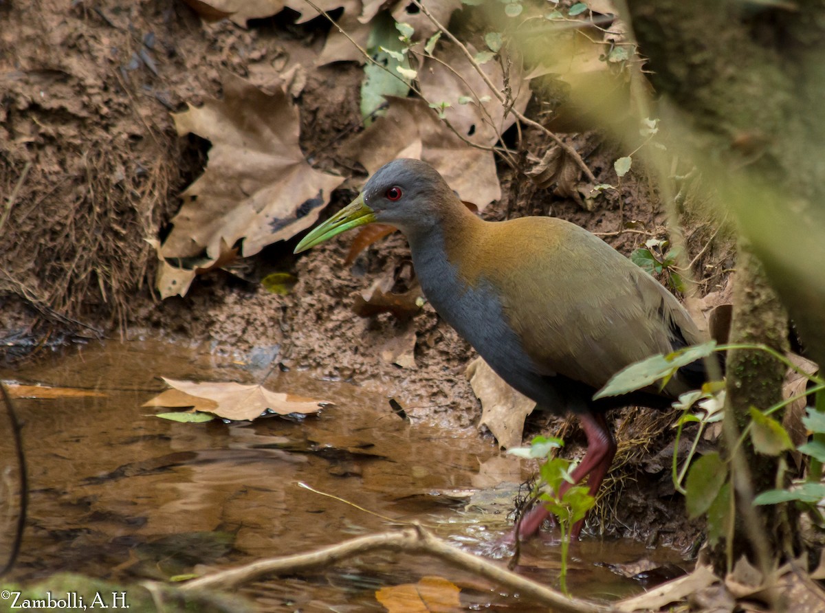 Slaty-breasted Wood-Rail - ML68471561