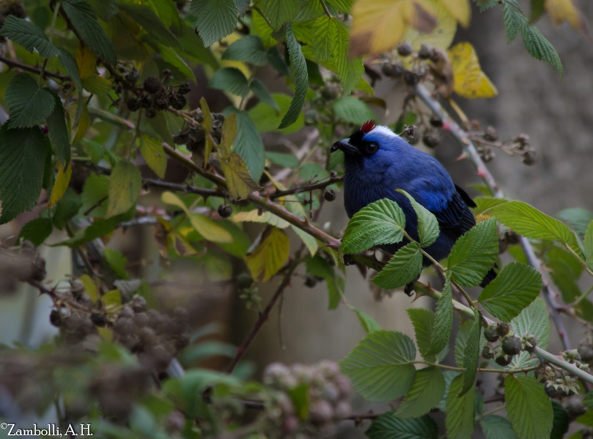 Diademed Tanager - ML68472181