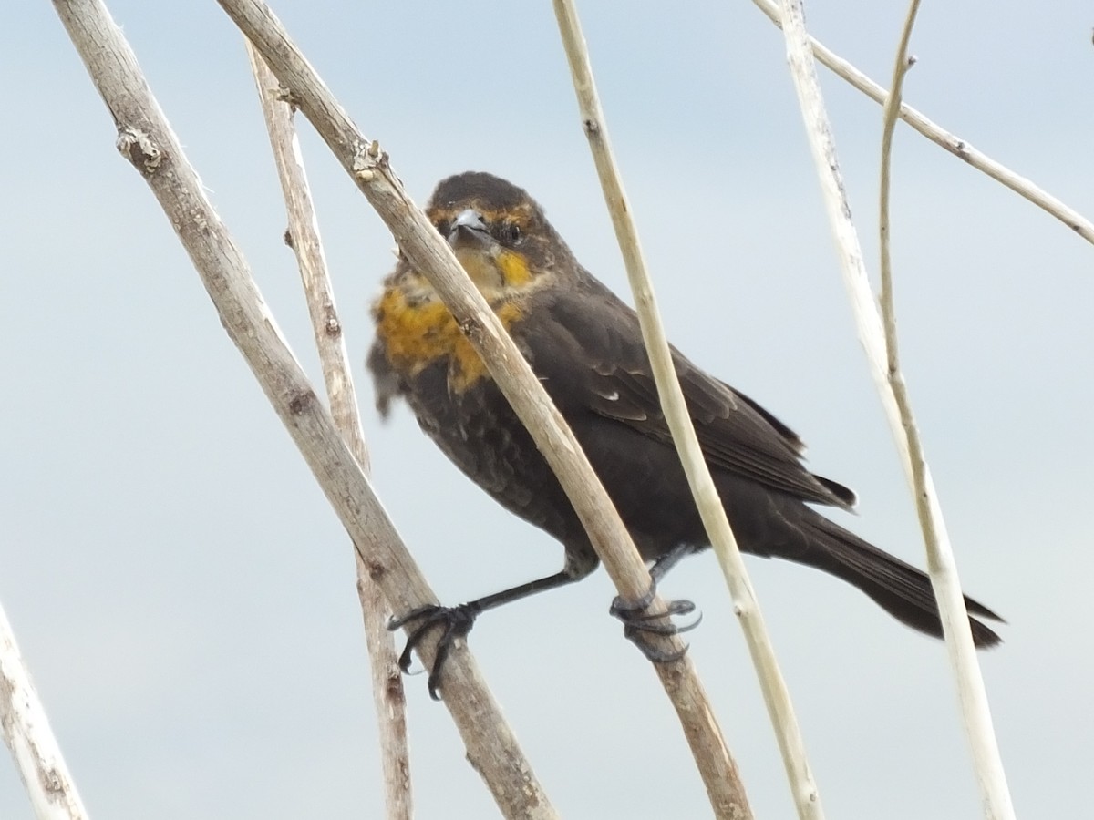 Yellow-headed Blackbird - ML68474711