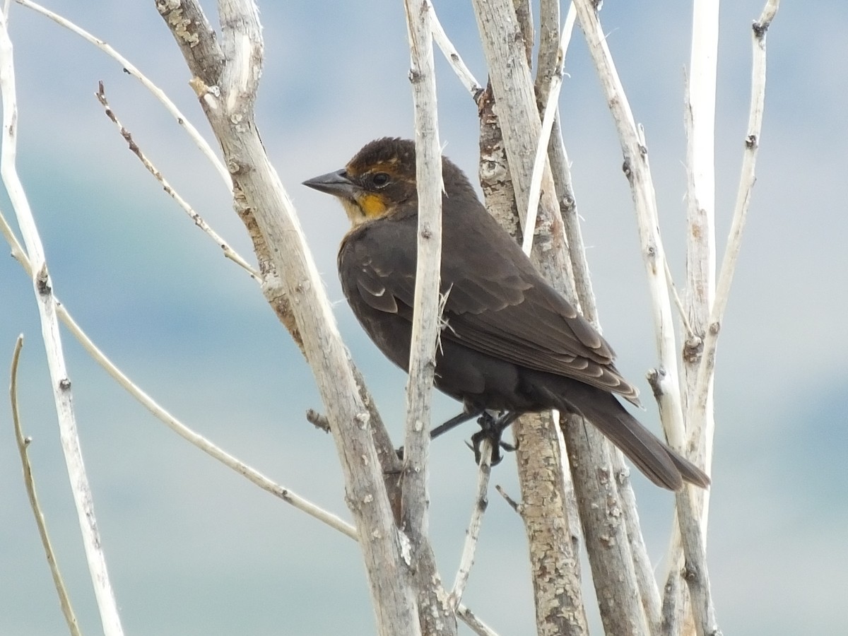 Yellow-headed Blackbird - Jon Becknell