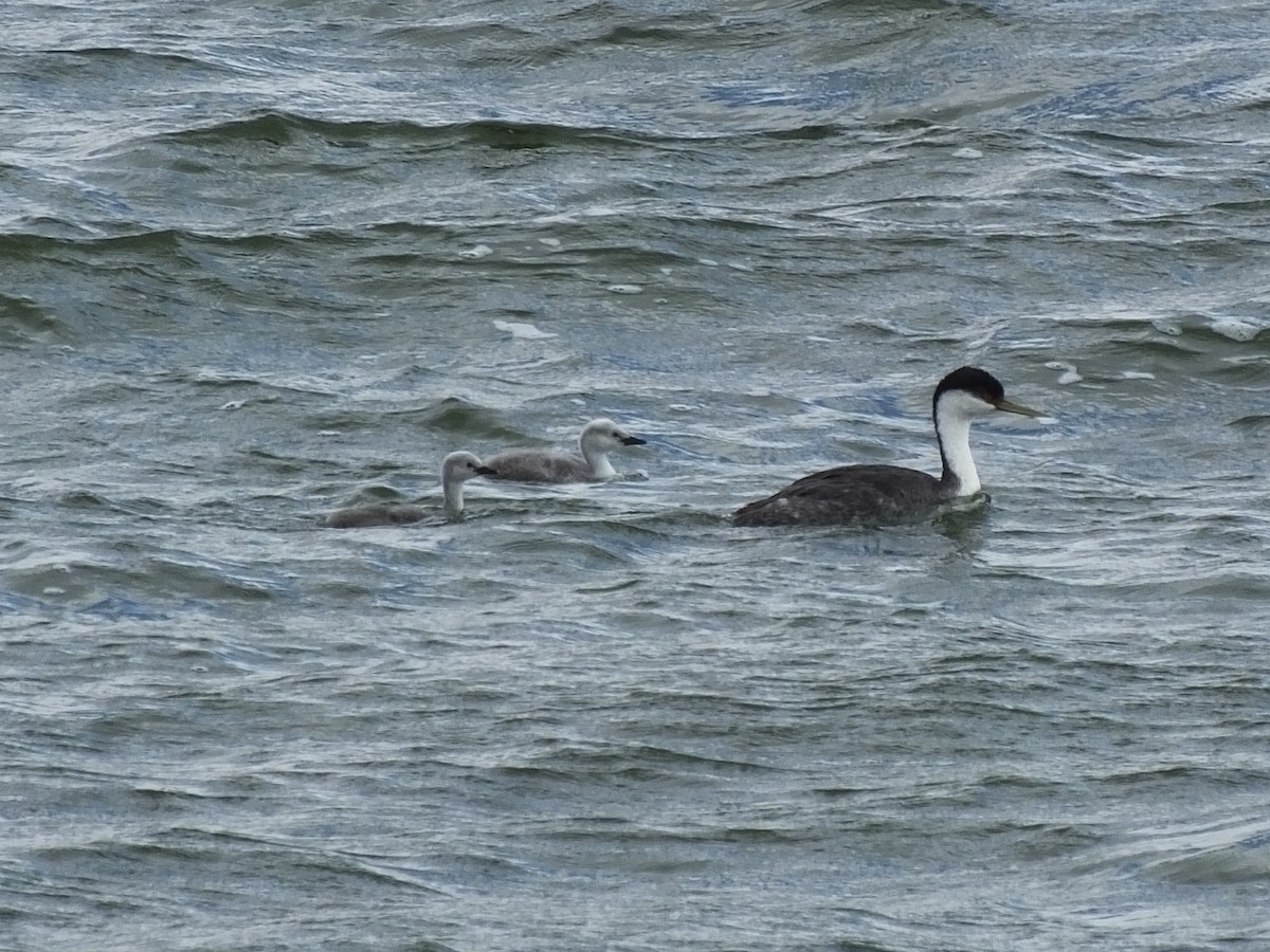 Western Grebe - ML68474791