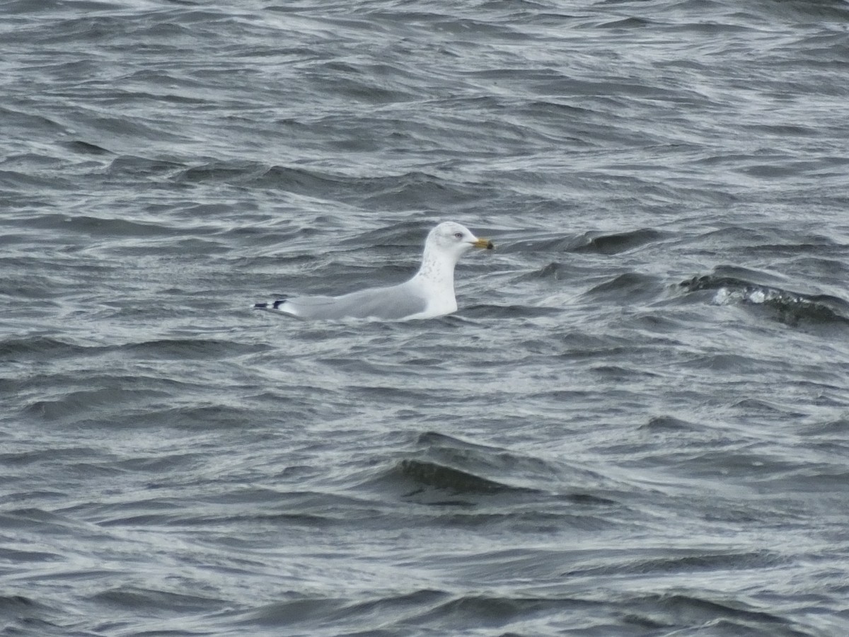 Ring-billed Gull - ML68475011