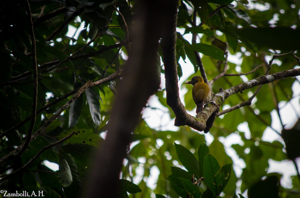 Yellow-eared Woodpecker - ML68475381