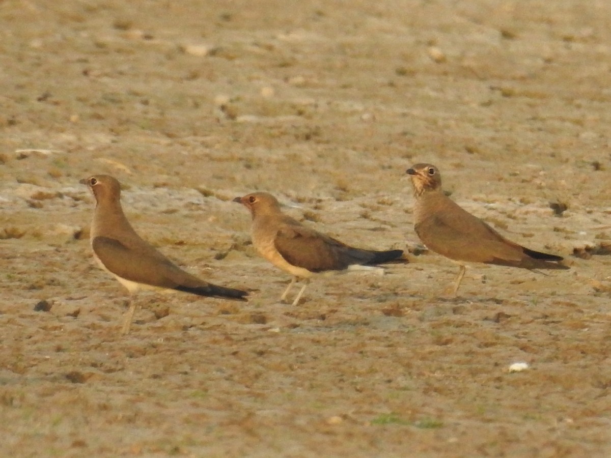 Oriental Pratincole - ML68475741