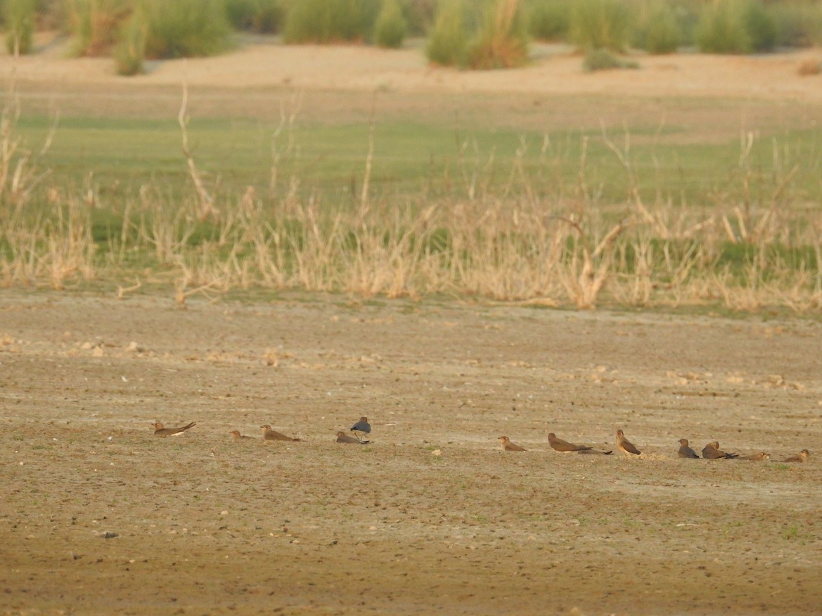 Oriental Pratincole - ML68475841