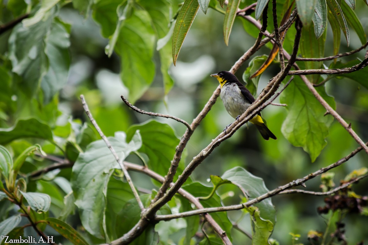 Yellow-backed Tanager - ML68476301