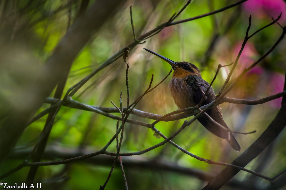 Saw-billed Hermit - ML68476531