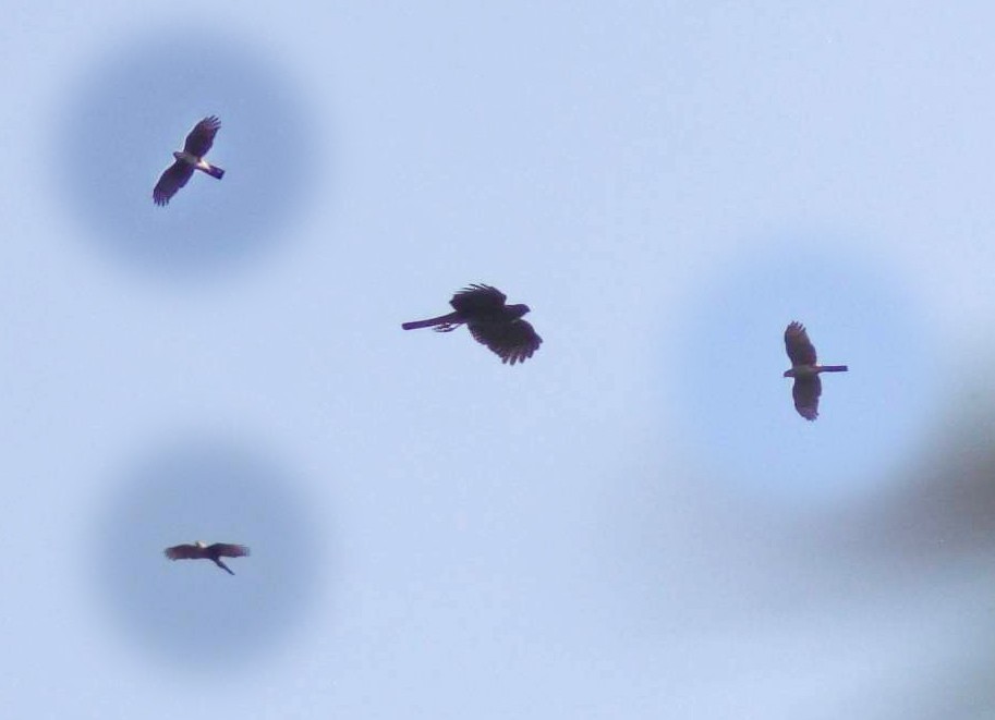 Hook-billed Kite - ML68477591