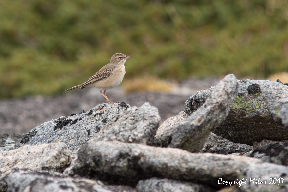 Bisbita Campestre - ML68477931