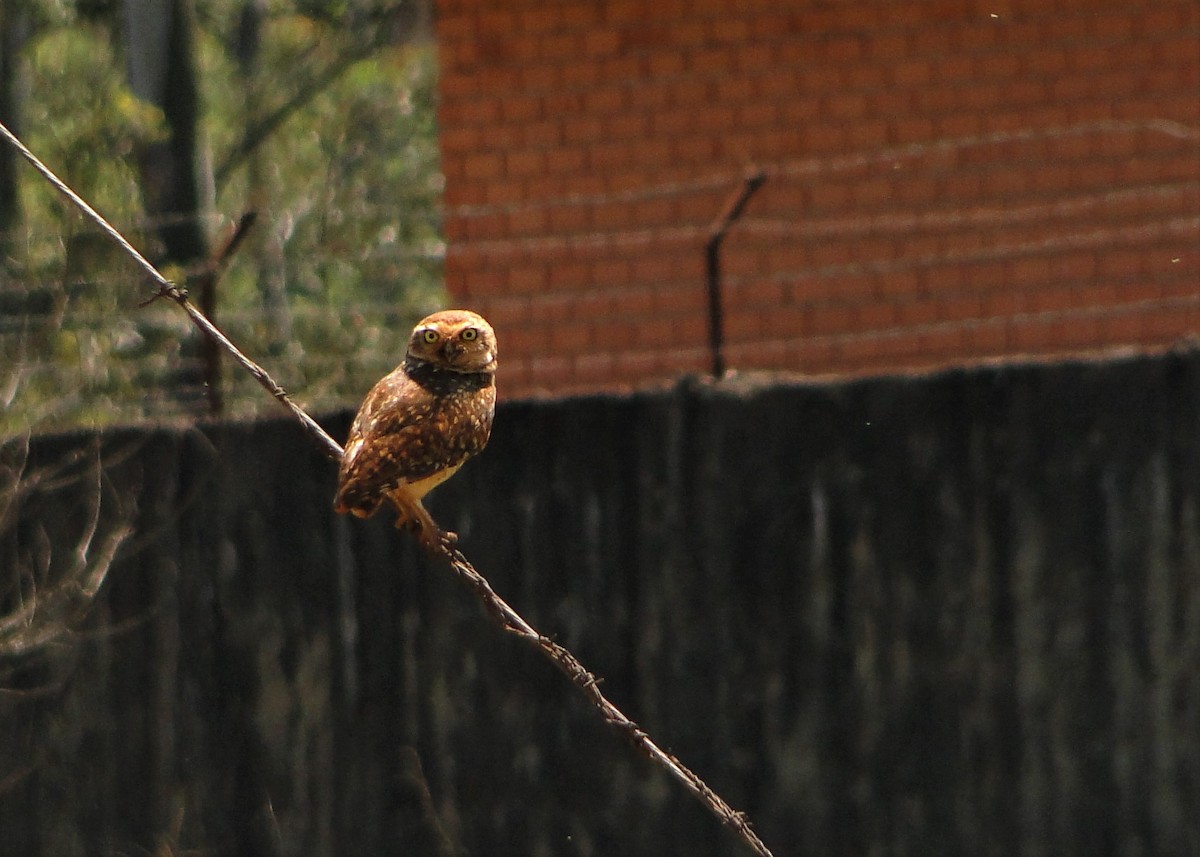 Burrowing Owl - Carlos Otávio Gussoni