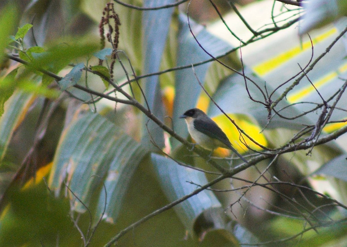 Black-goggled Tanager - ML68479031
