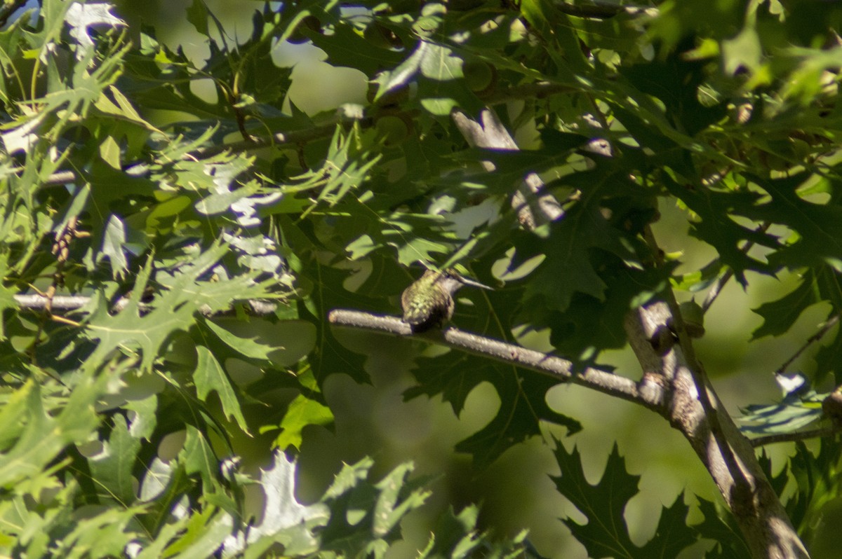 Ruby-throated Hummingbird - Cory Cone