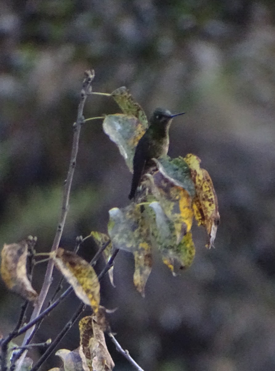 kolibřík šupinkatý - ML68479881