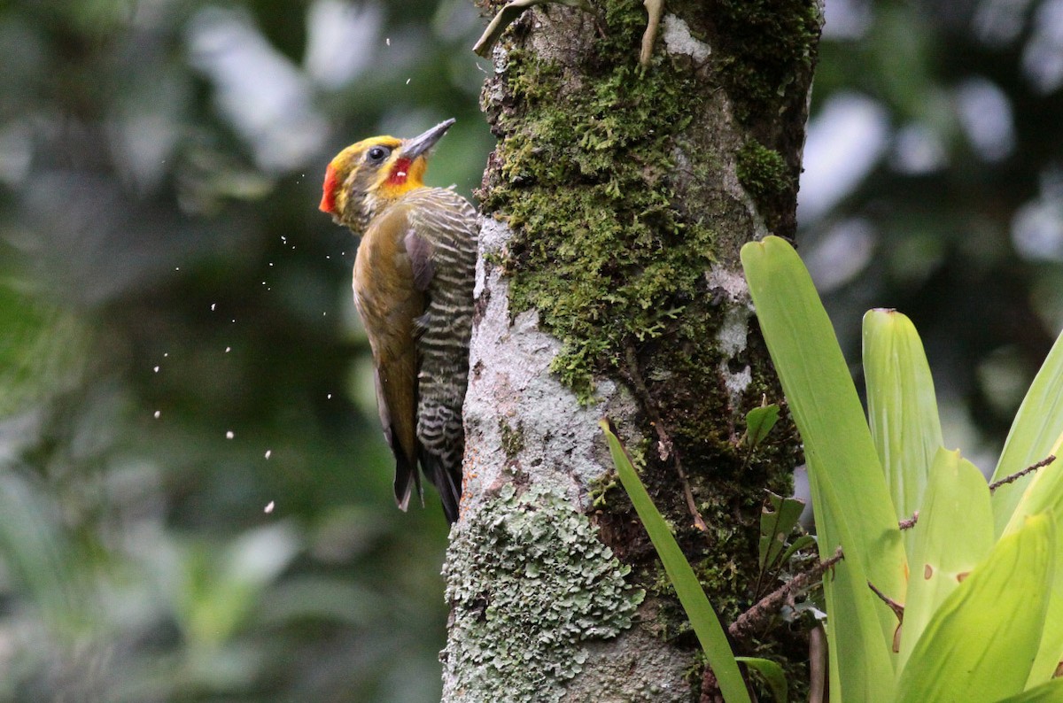 White-browed Woodpecker - ML68480021
