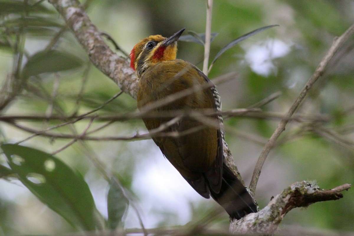 White-browed Woodpecker - ML68480031